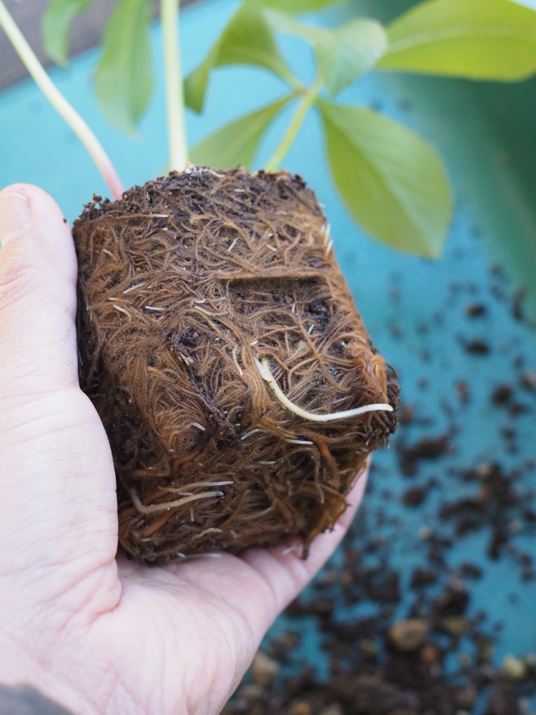 f:id:y-garden:20211215185044j:plain