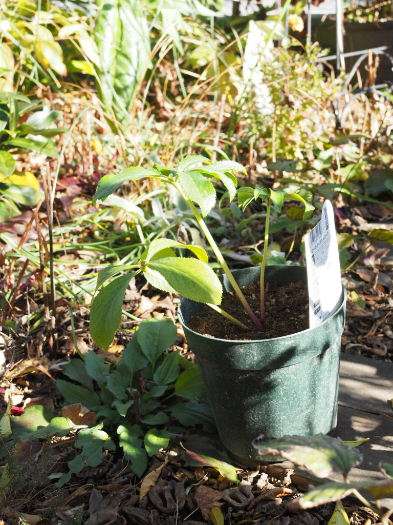 f:id:y-garden:20211215203547j:plain