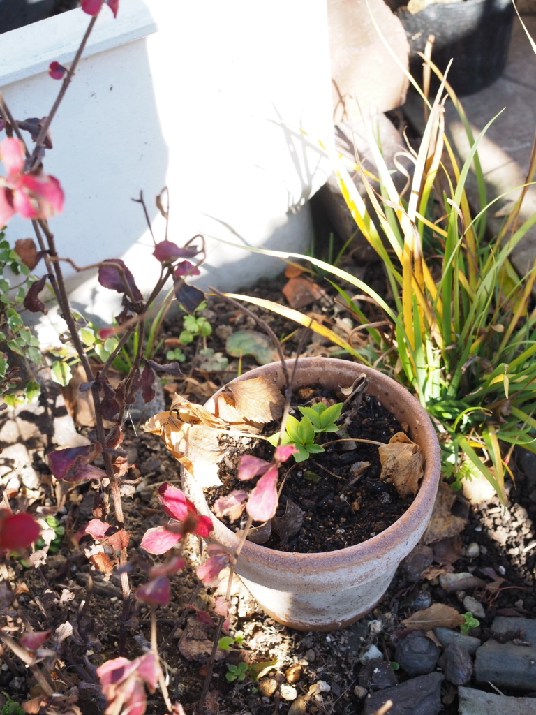 f:id:y-garden:20211215220725j:plain