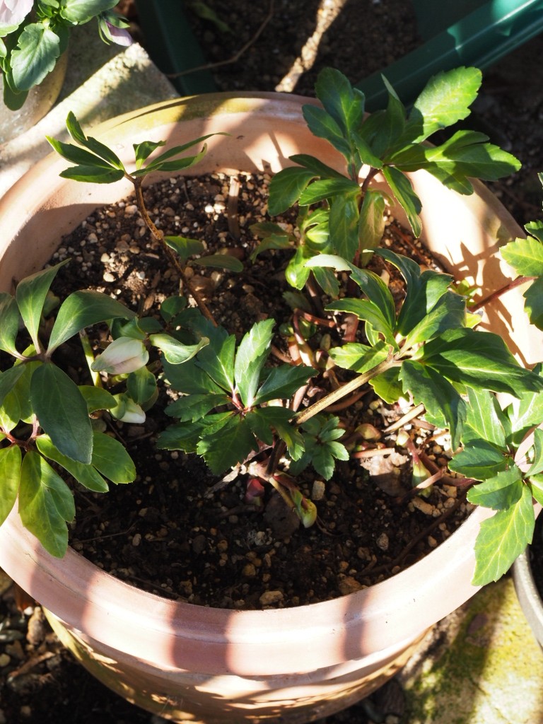 f:id:y-garden:20211215222424j:plain