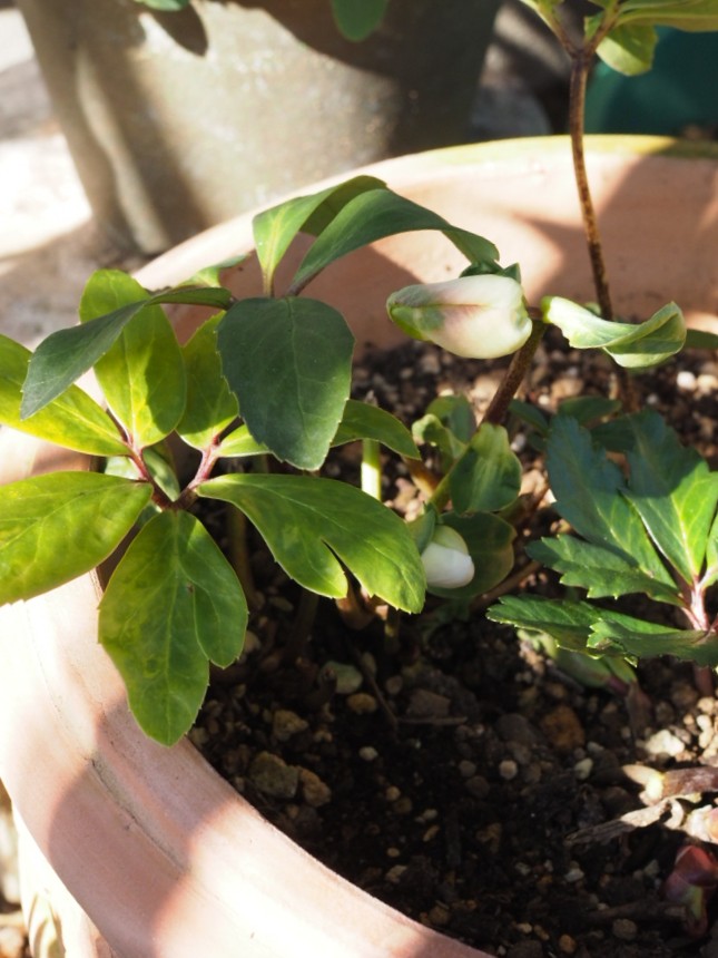 f:id:y-garden:20211215222437j:plain