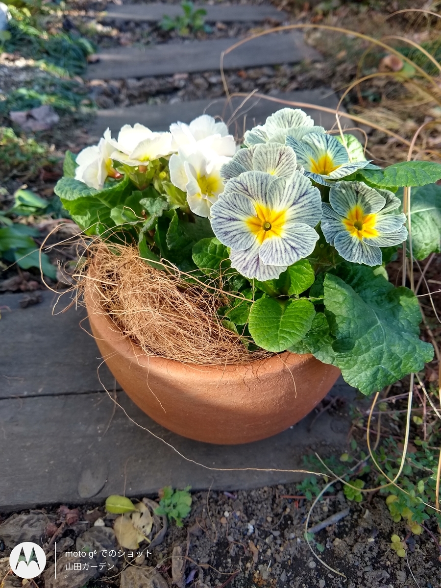 f:id:y-garden:20211221131113j:plain