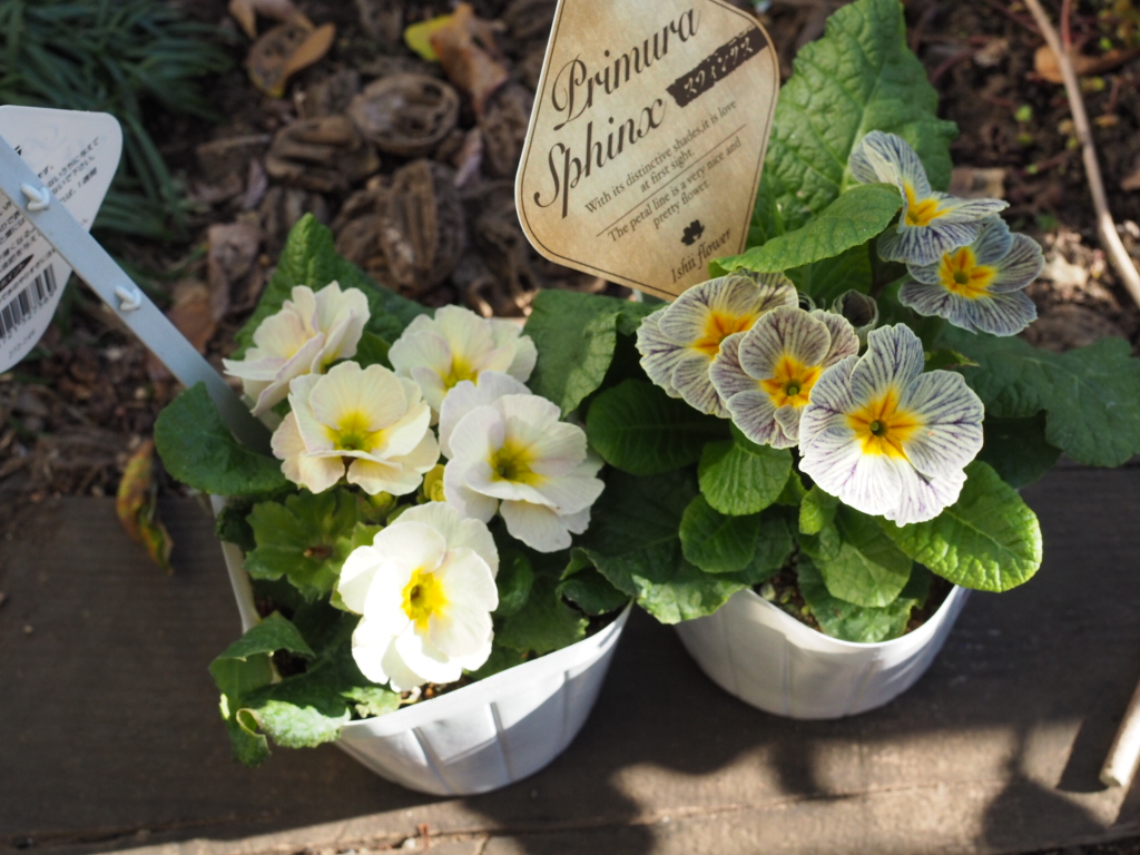 f:id:y-garden:20211221132401j:plain