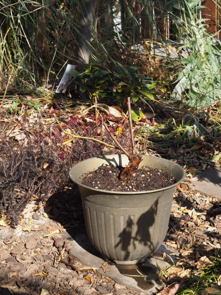 f:id:y-garden:20220126134645j:plain