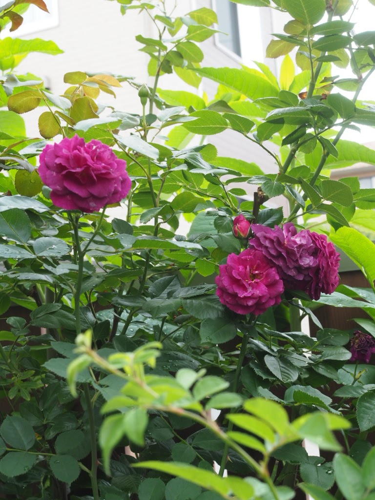 f:id:y-garden:20220126184653j:plain