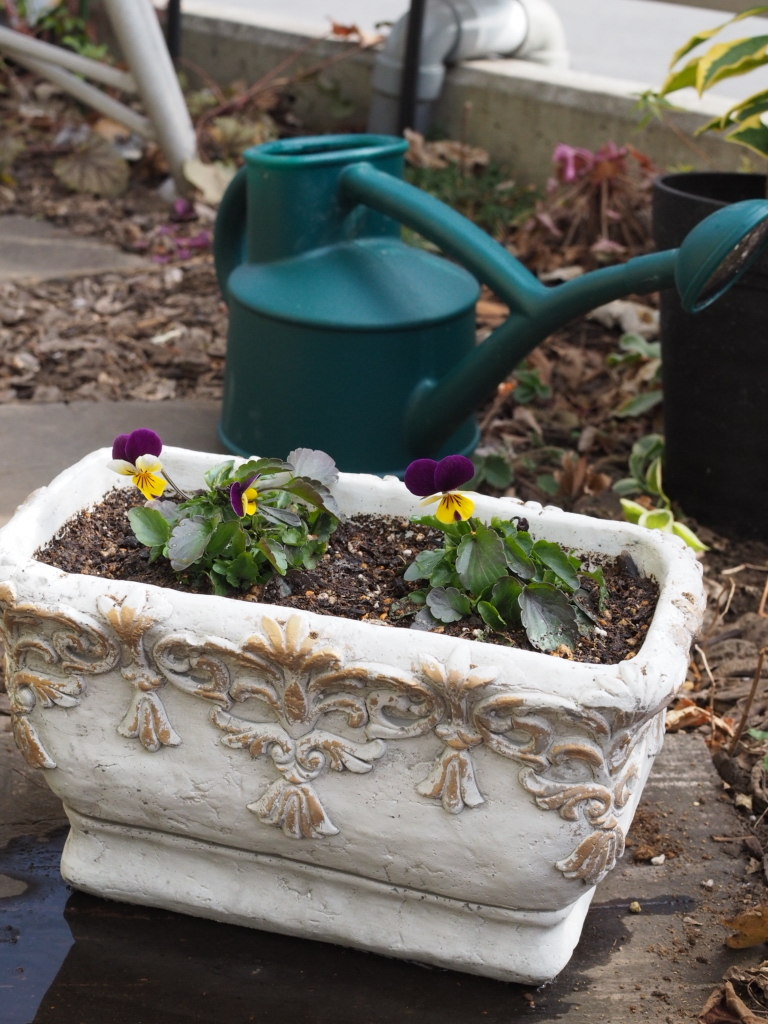 f:id:y-garden:20220126201937j:plain