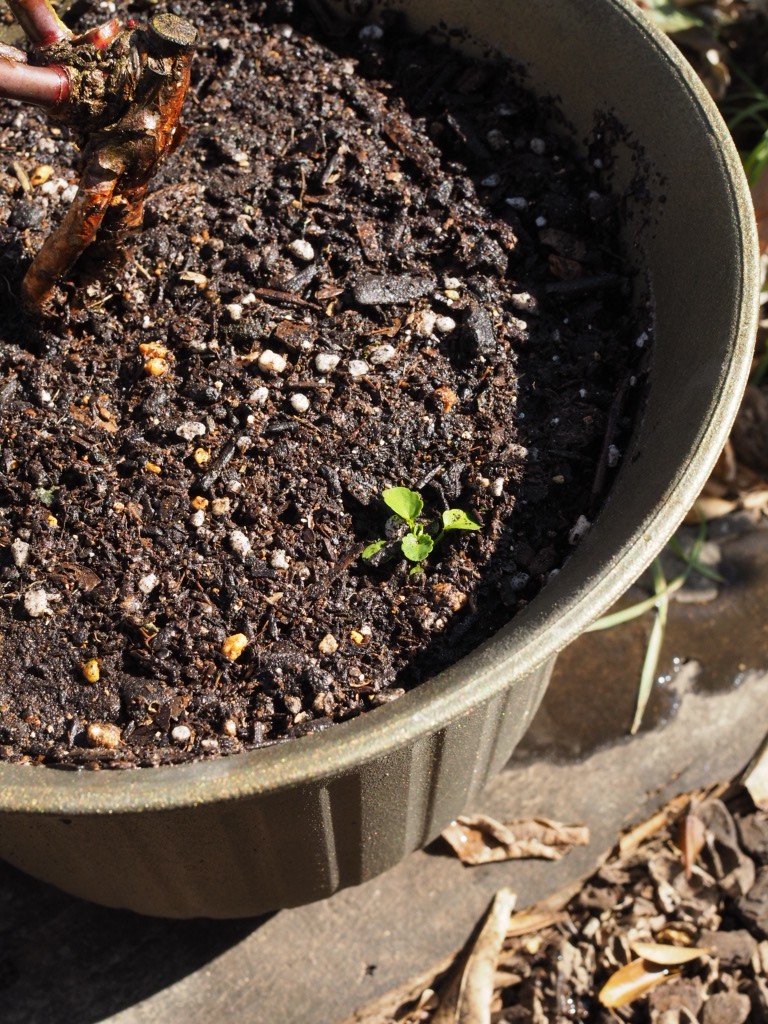 f:id:y-garden:20220126202310j:plain