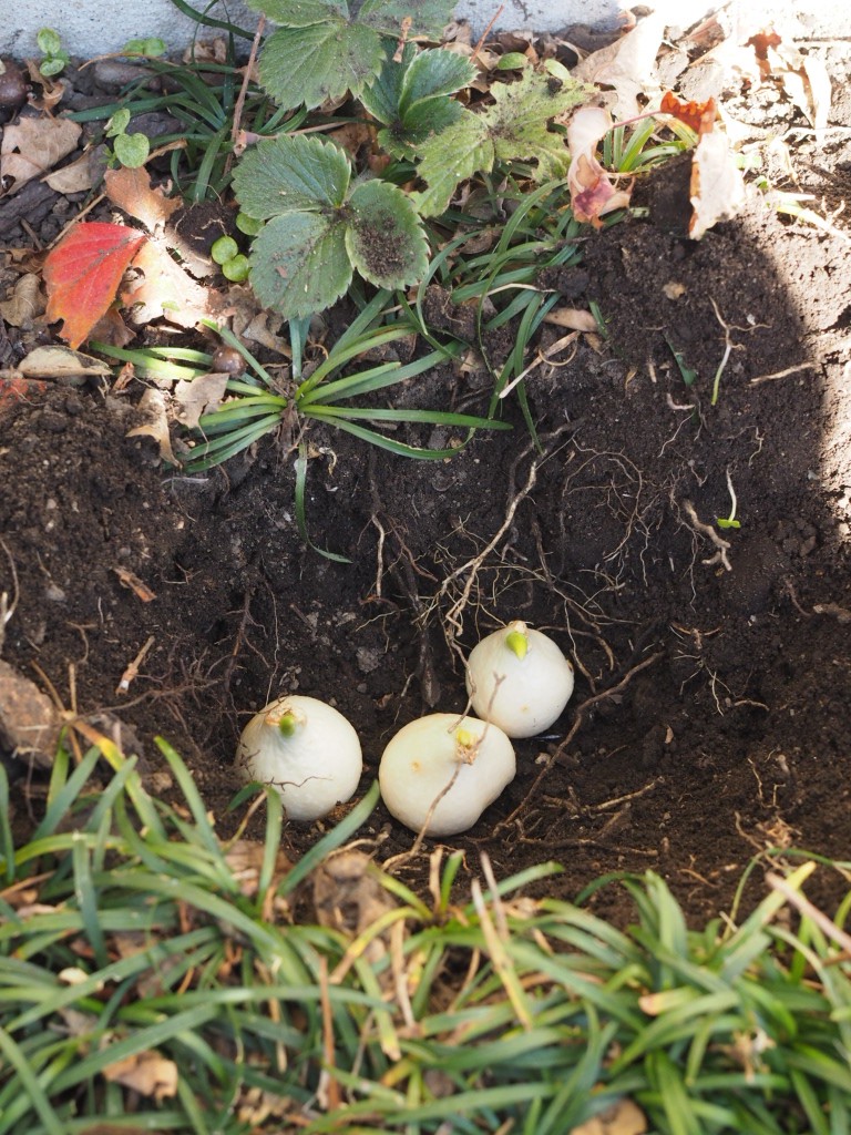 初めてのアネモネ - 山田ガーデン