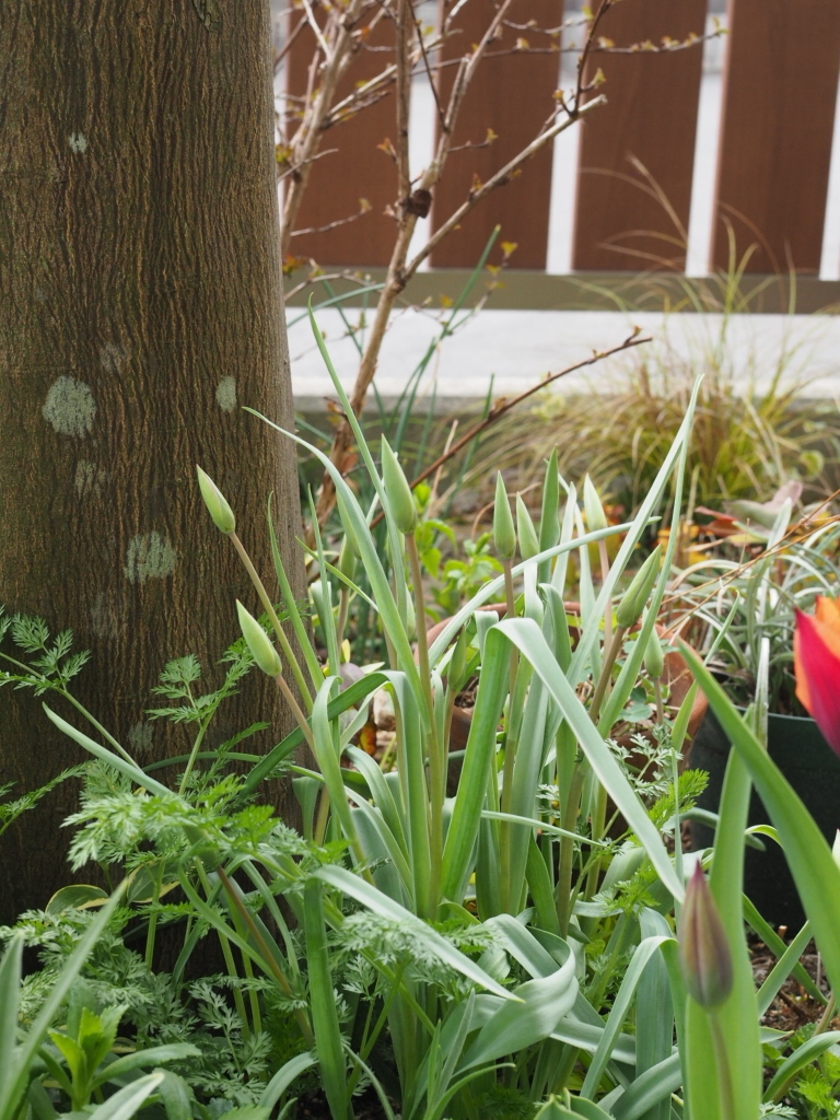 f:id:y-garden:20220409140750j:plain