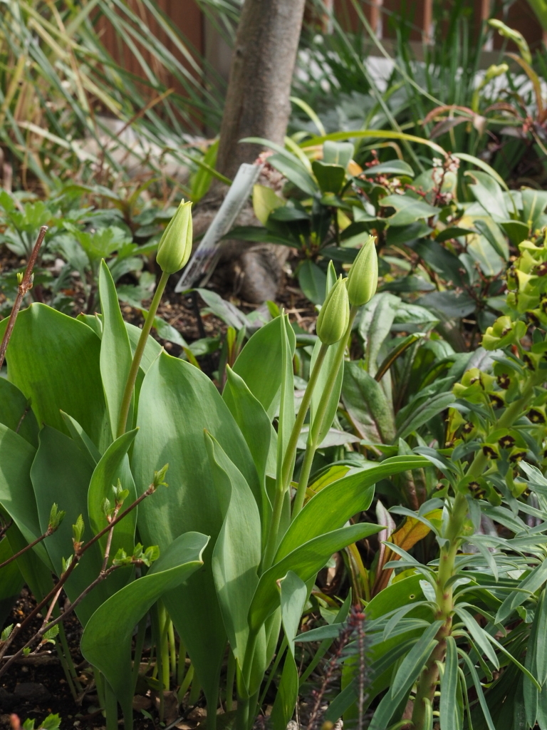 f:id:y-garden:20220409141133j:plain