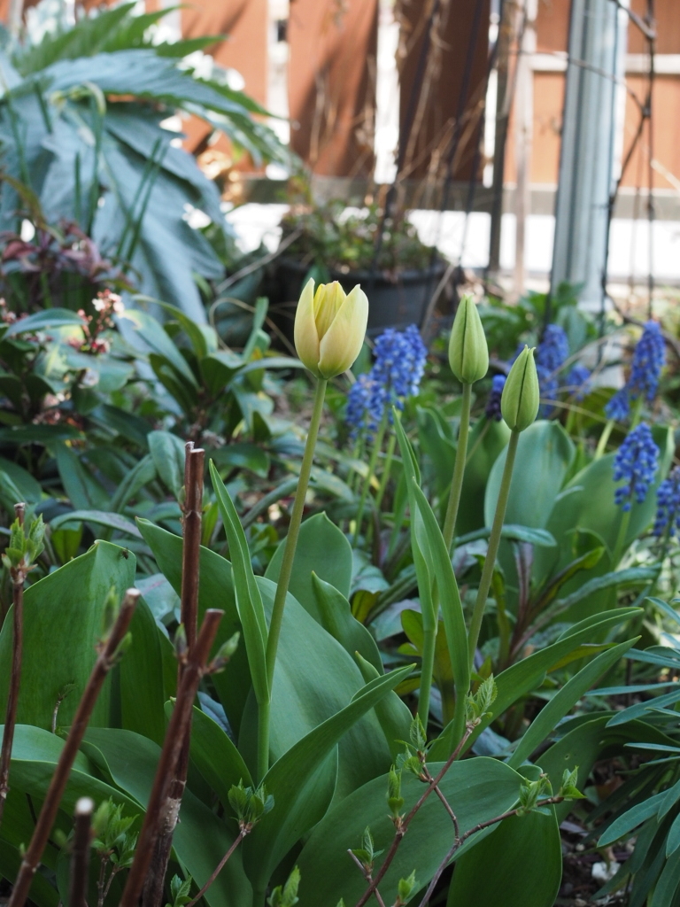 f:id:y-garden:20220409141332j:plain