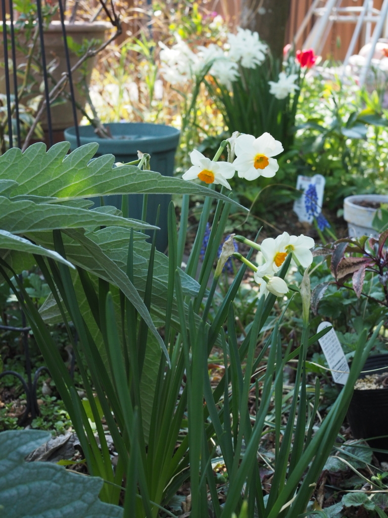 f:id:y-garden:20220409141507j:plain