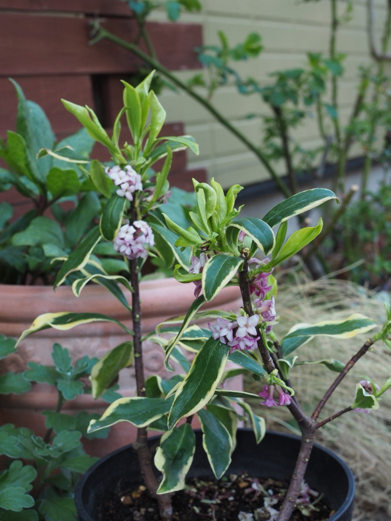 f:id:y-garden:20220409142212j:plain