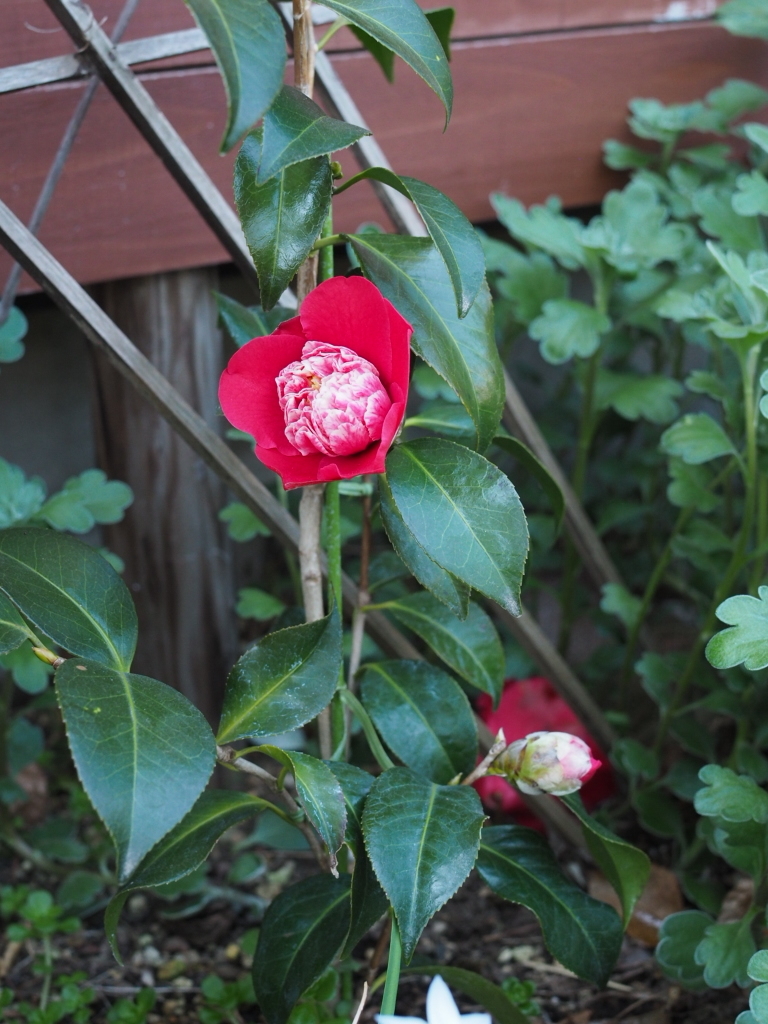 f:id:y-garden:20220409143112j:plain