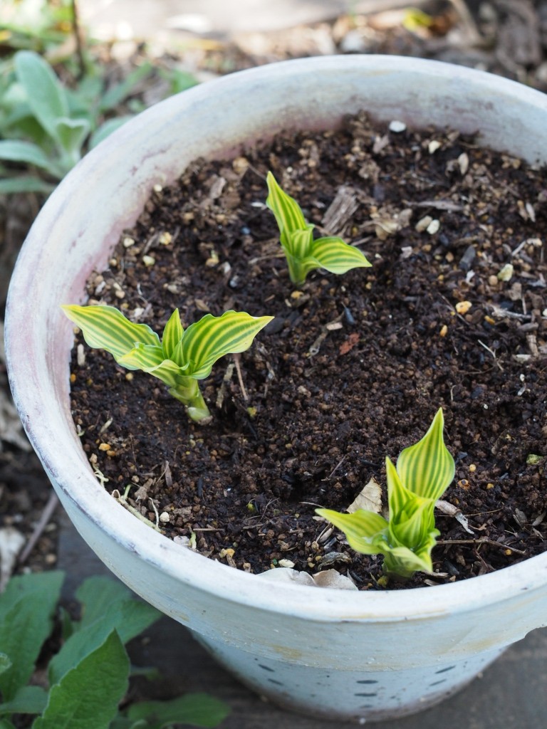 f:id:y-garden:20220409144625j:plain