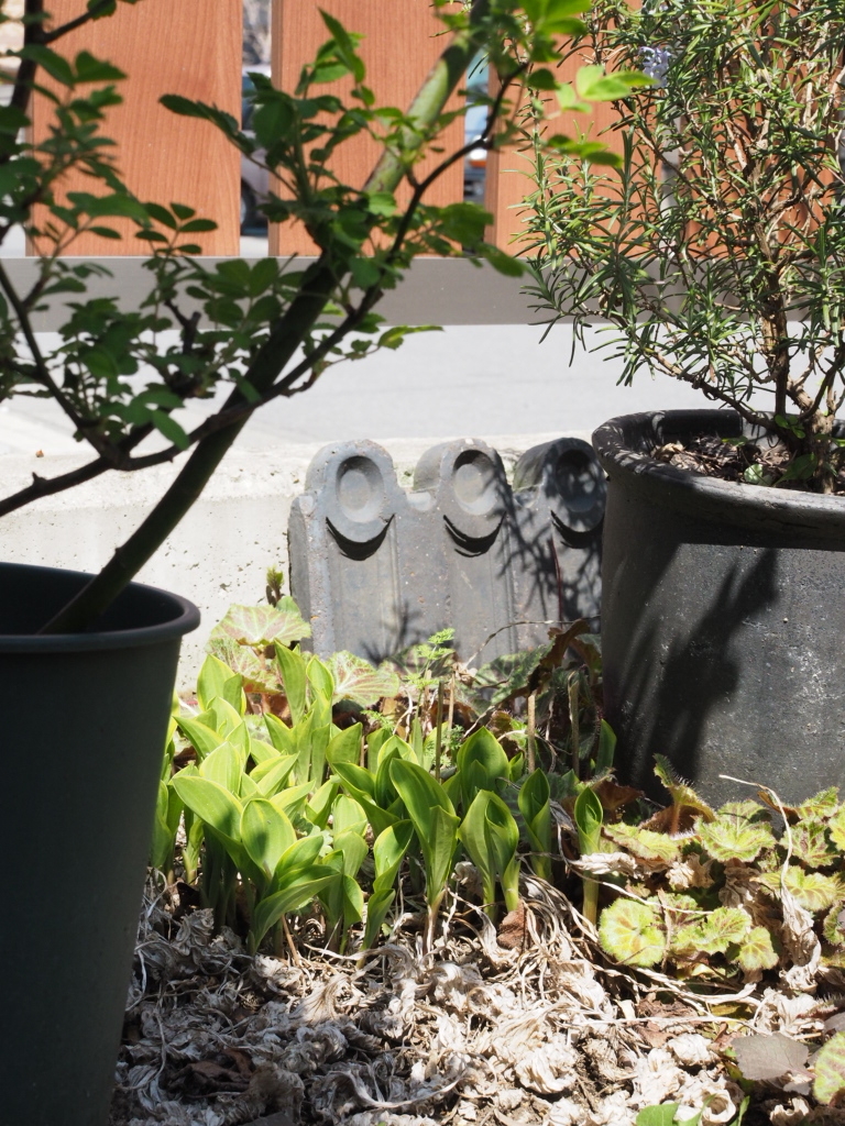 f:id:y-garden:20220409223622j:plain