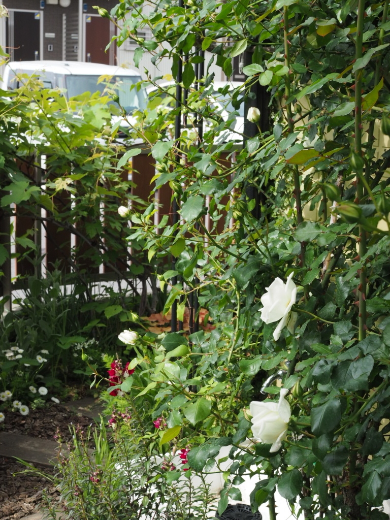 噂のグリーンアイ マダム アルディ 山田ガーデン