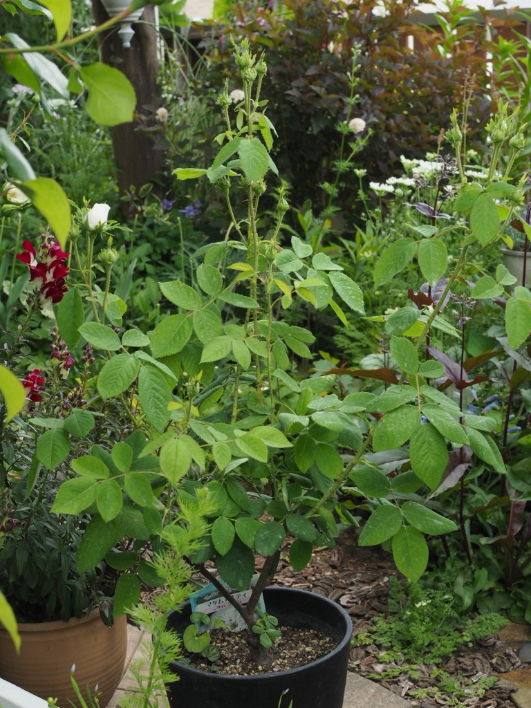 噂のグリーンアイ マダム アルディ 山田ガーデン