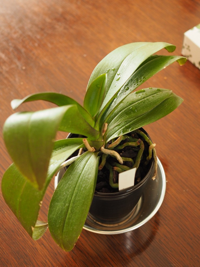 落ち込んでもいられない 胡蝶蘭の葉 しわしわから復活させる方法 山田ガーデン 落ち込んでもいられない 胡蝶蘭の葉 しわしわから復活させる方法 山田ガーデン