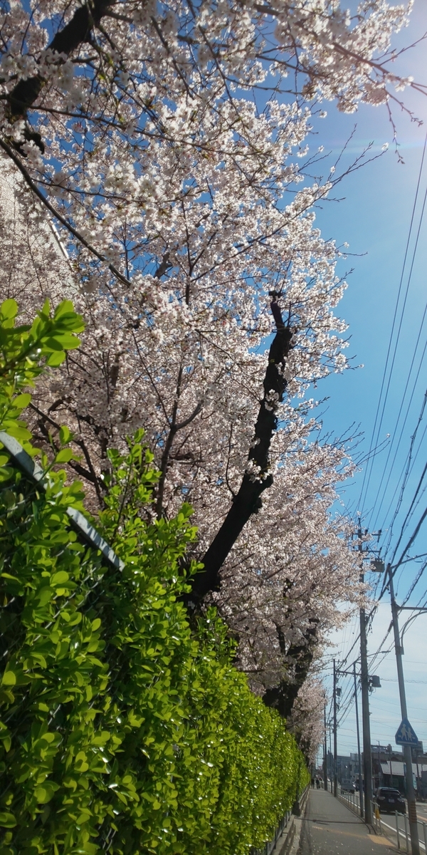 f:id:y-k-akado0725:20220401210845j:plain