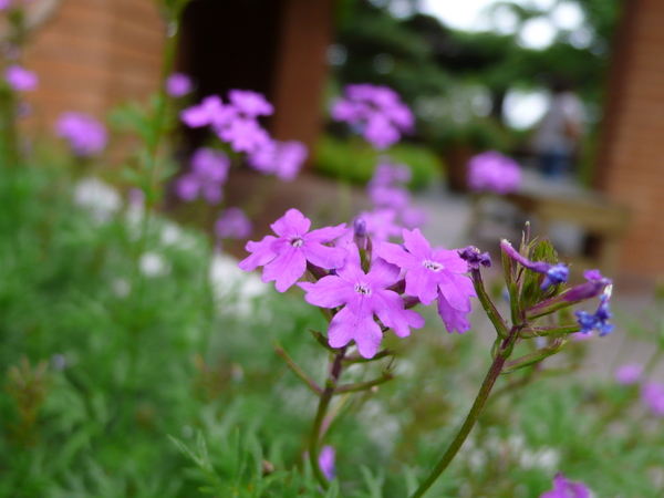 福岡市植物園05