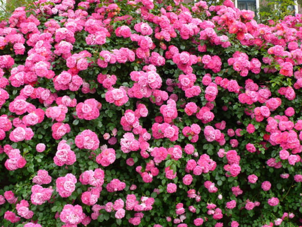 HUIS TEN BOSCH 090516