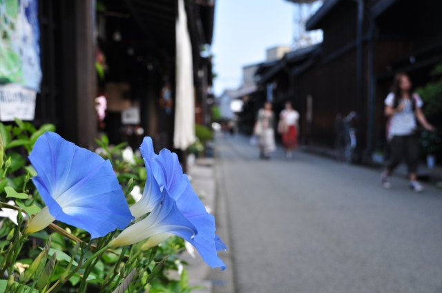 道端に咲く朝顔の写真