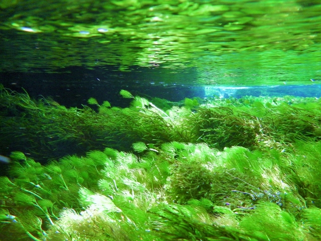 綺麗な川の水中写真