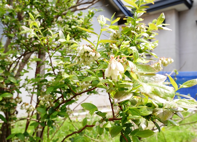 f:id:y-morit:20180516162729j:plain f:id:y-morit:20180516162729j:plain
