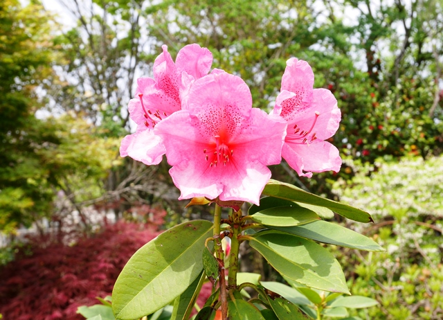 f:id:y-morit:20180516163144j:plain f:id:y-morit:20180516163144j:plain