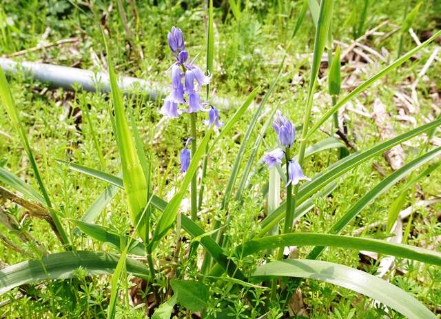 f:id:y-morit:20180516163455j:plain f:id:y-morit:20180516163455j:plain