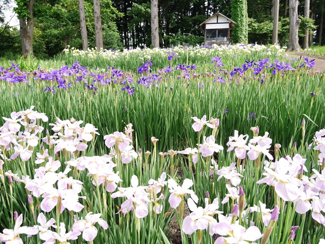 f:id:y-morit:20190613154752j:plain f:id:y-morit:20190613154752j:plain