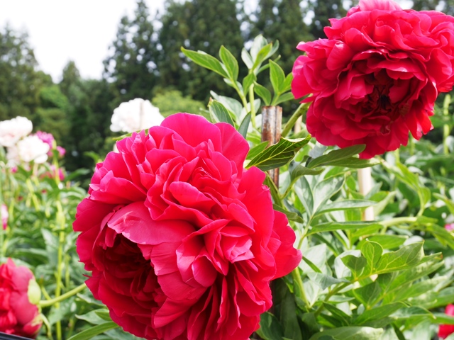 f:id:y-morit:20190613161008j:plain f:id:y-morit:20190613161008j:plain