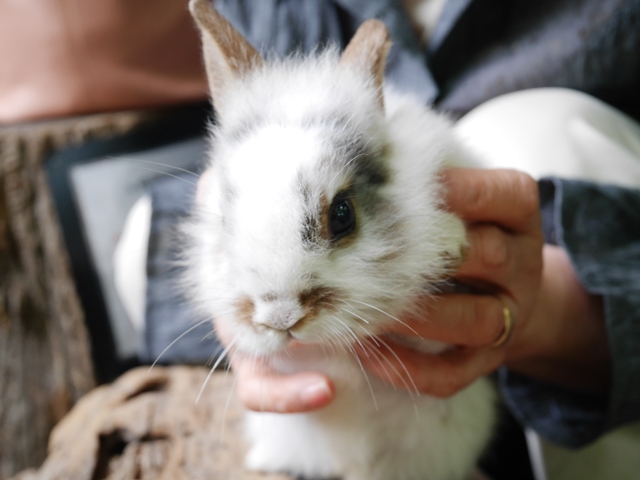 f:id:y-morit:20190613161207j:plain f:id:y-morit:20190613161207j:plain