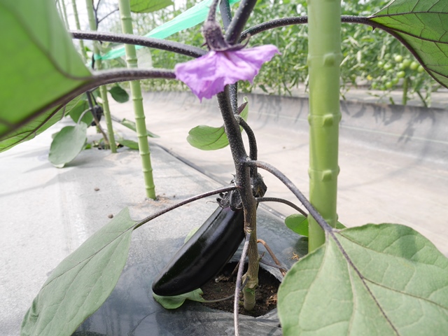 f:id:y-morit:20190613163228j:plain f:id:y-morit:20190613163228j:plain