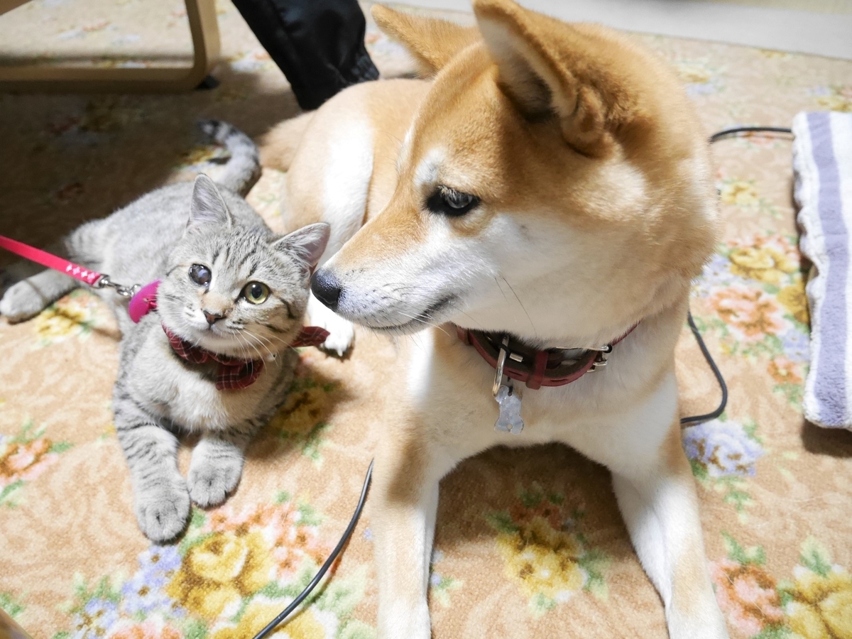 f:id:y-morit:20191028001528j:plain f:id:y-morit:20191028001528j:plain