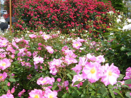 f:id:y-plane:20080523111524j:image