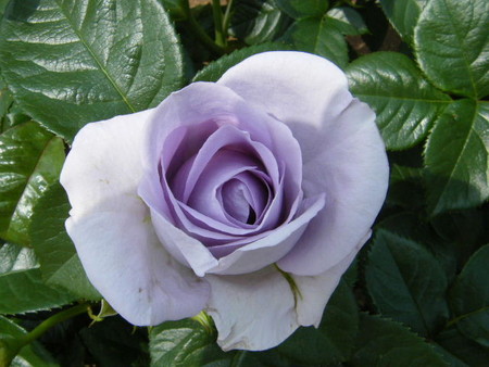 f:id:y-plane:20080523112653j:image