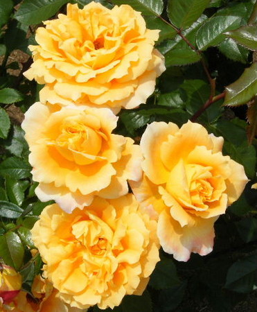 f:id:y-plane:20080523112814j:image