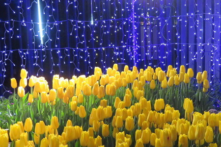 f:id:y-plane:20190115071912j:image f:id:y-plane:20190115071912j:image