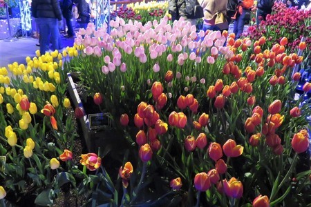 f:id:y-plane:20190115073658j:image f:id:y-plane:20190115073658j:image