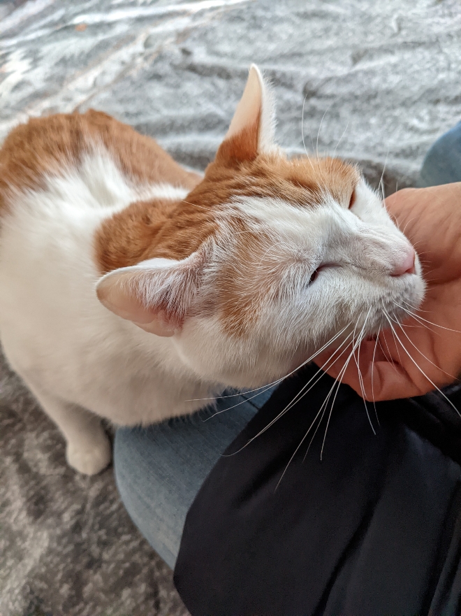 f:id:y-tanaka0115:20220107091510j:plain