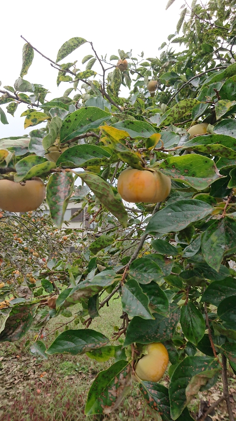 f:id:y-taroharu:20201004163535j:plain f:id:y-taroharu:20201004163535j:plain