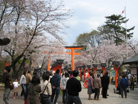 平野神社の桜２