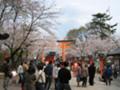 [平野神社][桜][京都]平野神社の桜２