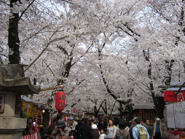 平野神社の桜１