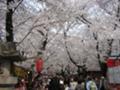 [平野神社][桜][京都]平野神社の桜１