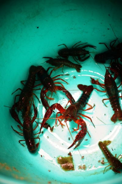 f:id:y0m0gi:20160729143958j:plain