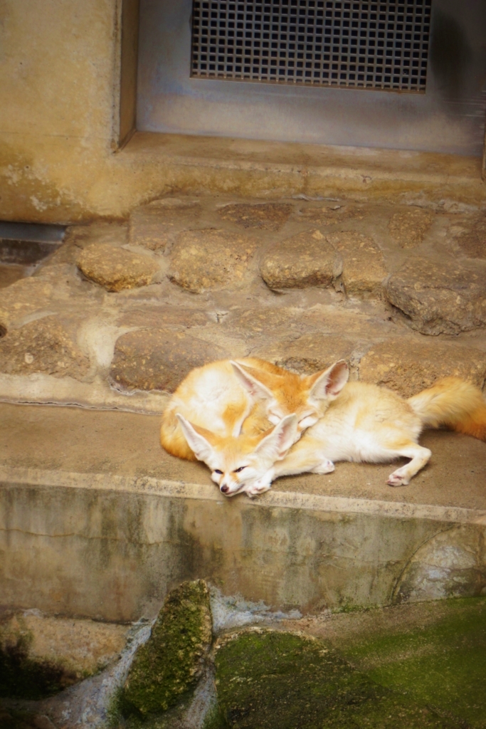 f:id:y0m0gi:20160730052512j:plain