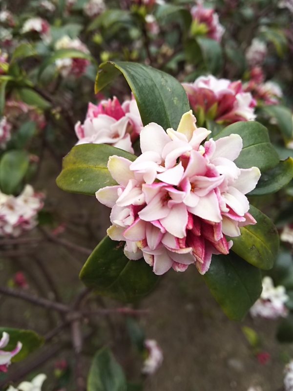 f:id:y0m0gi:20170317155346j:plain f:id:y0m0gi:20170317155346j:plain